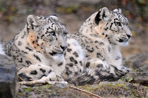 A Proud Couple In 2021 Snow Leopard Endangered Snow Leopard Pictures