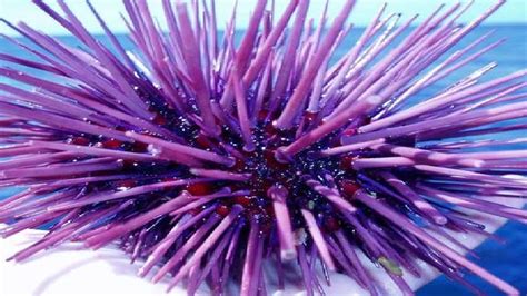 Purple Sea Urchin Sea Creatures Urchin
