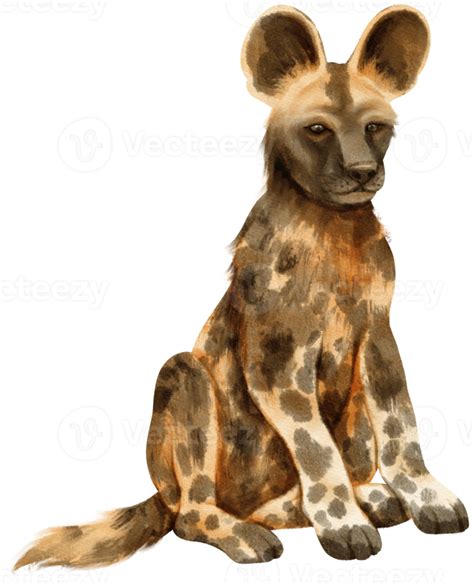 African Wild Dog Savanna Animals Watercolor Illustration 9372951 Png