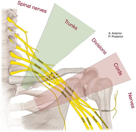 The Brachial Plexus Neupsy Key