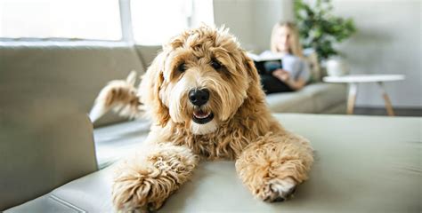Top san jose pet friendly hotels. How to Find The Best Pet-Friendly Apartments in San Diego