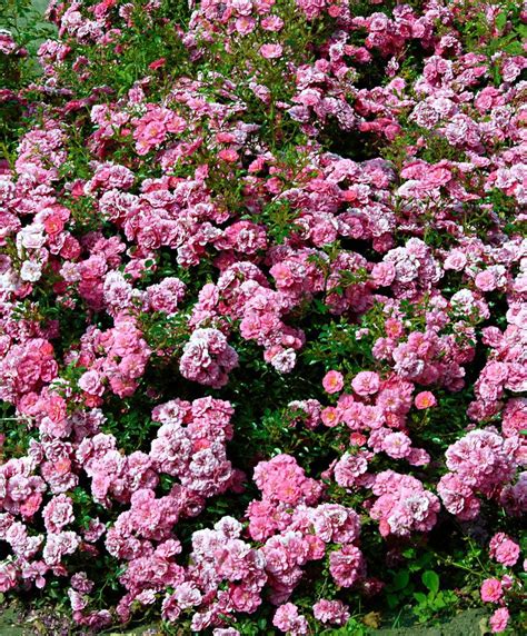 Ground Cover Roses Pink The Fairy Ground Cover Roses Buy Plants