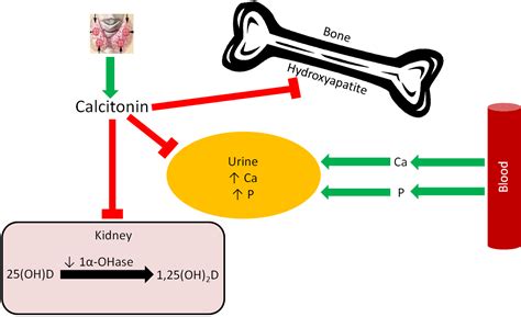 We did not find results for: 12.14 Response to High Blood Calcium | Nutrition Flexbook