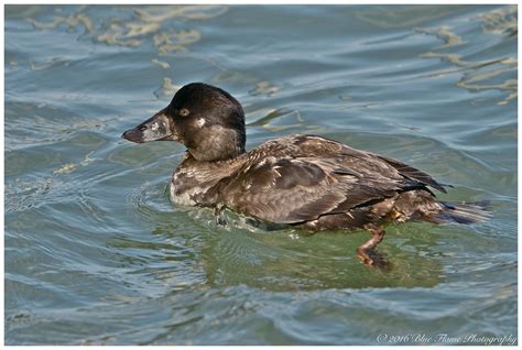 Surf Scoter Hen © Dsc1243 Rodolfo Quinio Flickr