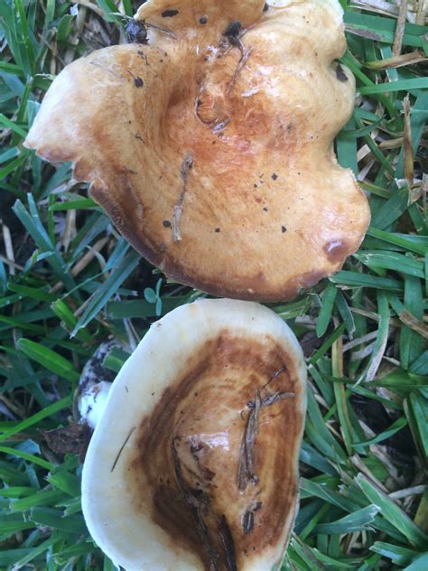 Identifications Please Mushroom Hunting And Identification