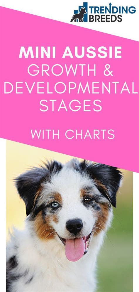 Mini Aussie Growth And Developmental Stages With Charts Mini Aussie