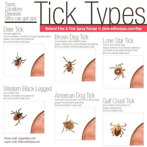 Tick Repellent Types Of Ticks Flea And Tick