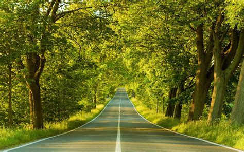 Download Road Through Trees Wallpaper By Nathanr19 Trees