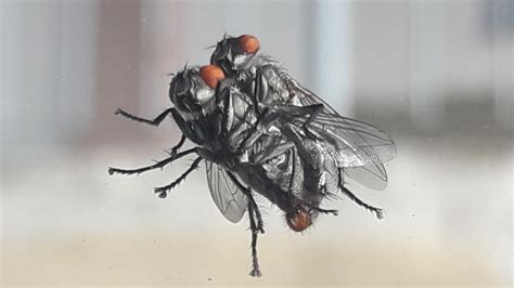Sexual Reproduction Of Flies Fly Mating Close Up Florartutopia
