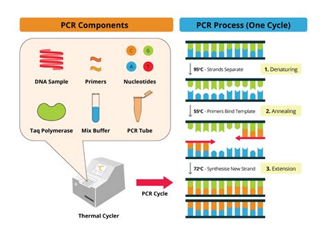 Components Of Polymerase Chain Reaction Overall Science