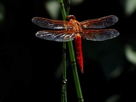 Green for 44.1khz, blue for 48khz, amber for 88.2khz, and magenta for 96khz. if you are setting it at 96khz then it is showing the correct color. 10 Interesting Dragonflies Facts - My Interesting Facts