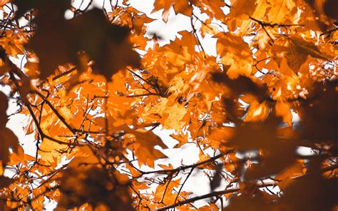 Download Wallpaper 3840x2400 Leaves Autumn Branches Blur 4k Ultra Hd