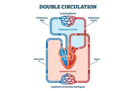 After this, it pumps blood into various arteries throughout the body. Heart & Circulatory System Diagram, Parts & Function, For Kids