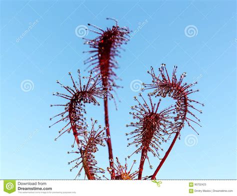 Flowers Of Sundew Stock Image Image Of Outdoors Nature 90702423