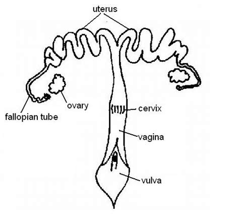 Blank Diagram Of Human Reproductive Systems Vector Medical