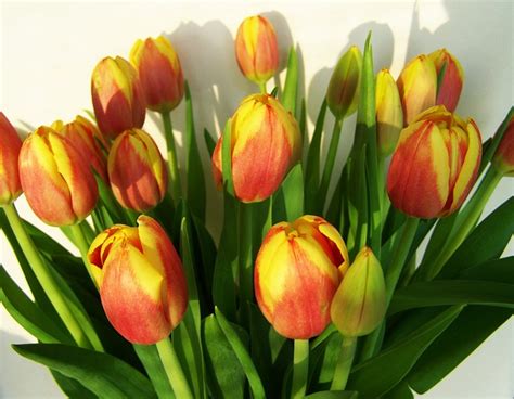 Karangan Bunga Tulip Potong Foto Gratis Di Pixabay Pixabay