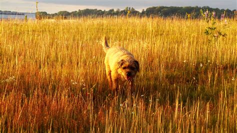 Brown Dog On Wheat Field Hd Wallpaper Wallpaper Flare