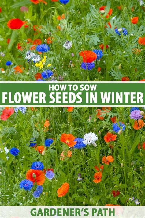 How To Sow Flower Seeds In Winter Gardeners Path