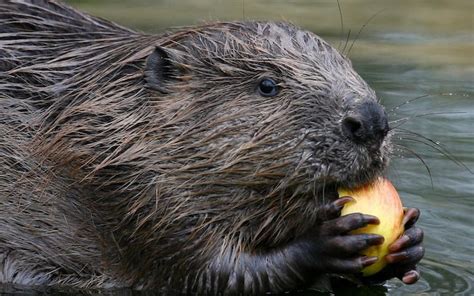 Eurasian Beavers To Be Given Formal Protection And Allowed To Remain In