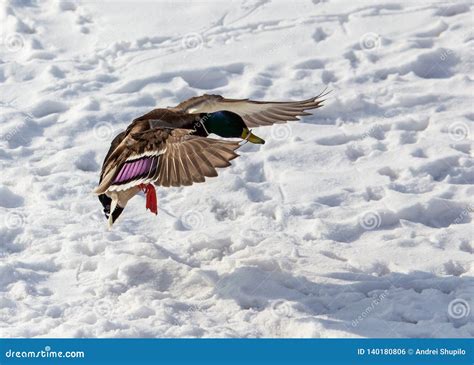 Duck In Flight Over White Snow In Winter Stock Photo Image Of Beak