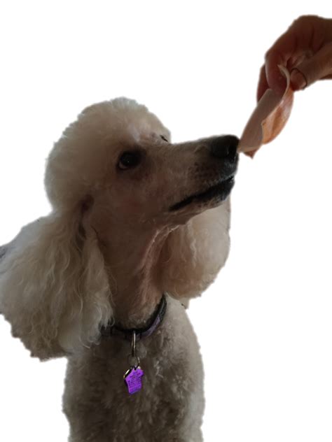 Standard Poodle Miniature Poodle Toy Poodle Puppy - Yum! png download - 480*640 - Free ...