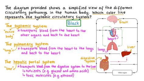 Question Video Identifying The Systemic Circulatory System From A
