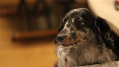 Impressive Long Haired Blue Merle Dachshund Sweet Dachshunds