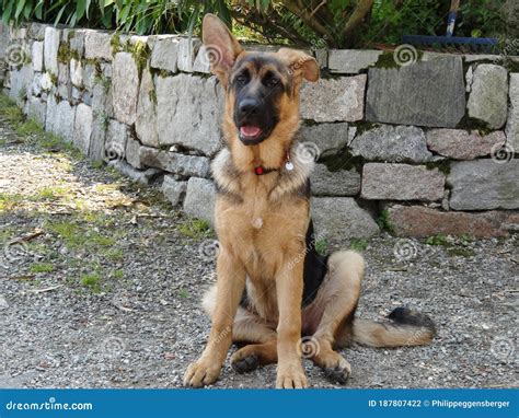 Shepherd Dog Sitting In The Shadow Resting And Smiling Stock Photo