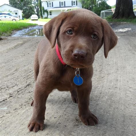 Labrador retriever johnson city, i own a female and male chocolate lab puppies for sale. Black & Chocolate Lab Puppies For Sale!