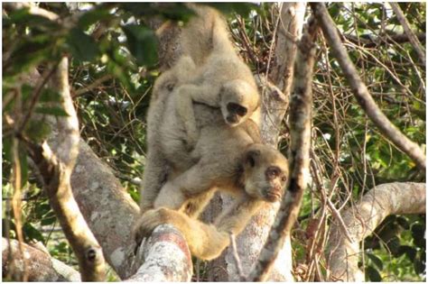 Scientists Find Previously Undiscovered Subspecies Of Titi Monkeys Brazil