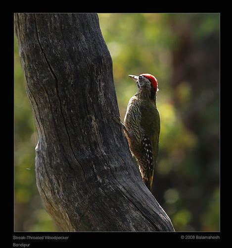 Streak Throated Woodpecker Balamahesh Puttamadaiah Flickr