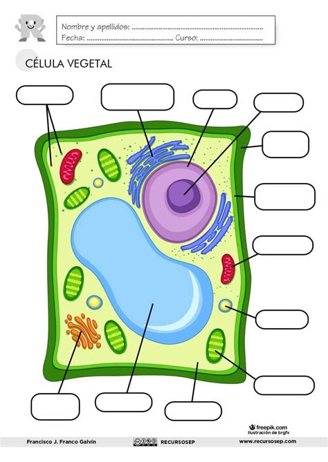 La CÉlula Vegetal Láminas Para El Aula Y Fichas Para El Alumno Esen