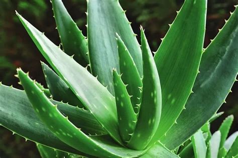 20 Different Types Of Aloe Plants Quick Helpful Tips And