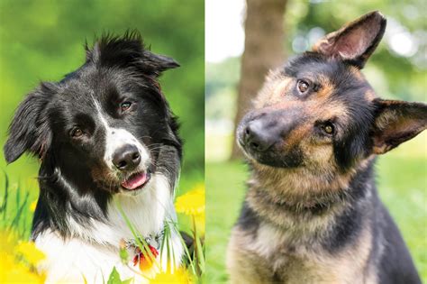 Seven boys and two girls. Border Collie German Shepherd Mix - The World's Best Family Dog? - Perfect Dog Breeds