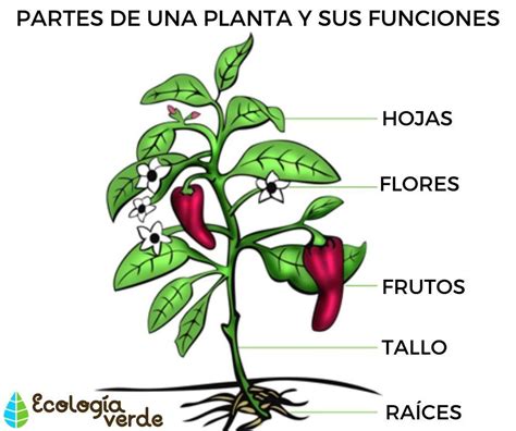 5 Partes De Una Planta Y Sus Funciones Esquemas Y VÍdeo