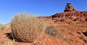 Tumbleweeds: the fastest plant invasion in the USA's history | Natural ...