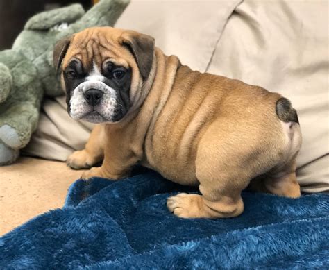 He is shrinkabull from a good blood line. sable tri english bulldog puppy for sale
