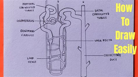 A Draw The Structure Of A Nephron And Label The Following Class My XXX Hot Girl