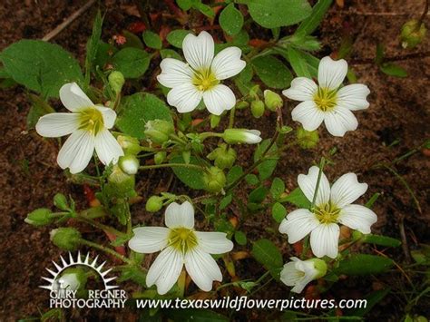 Sandwort Thumbnail Index Of White Texas Wildflowers Texas Wildflower