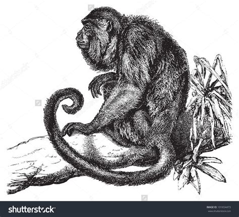Download Howler Monkey Clipart For Free Designlooter 2020 👨‍🎨