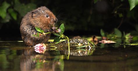 Endangered Water Voles To Be Reintroduced To London Natural History