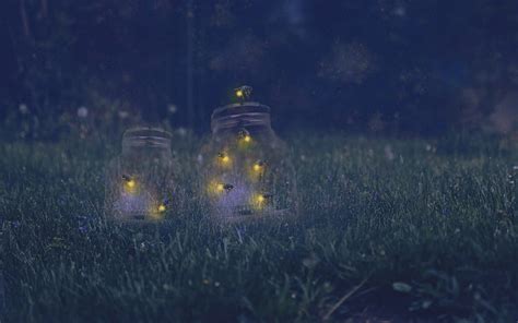 Fireflies At Night Hd