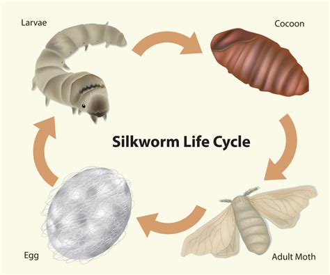 Silkworm Life Cycle Stages In Silkworm Life Cycle Life Cycle Sexiz Pix
