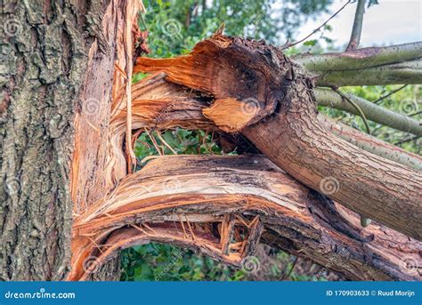 Thick Branches Broken Off From Tree Trunk Stock Image Image Of
