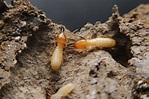 Termite Inspection and Treatment in the Texas Hill Country