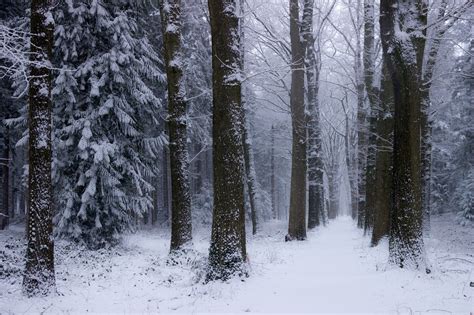 Nature Landscape Winter Forest Netherlands Snow