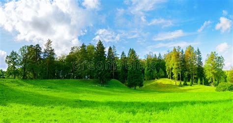 Forest Spring Landscape Panorama Dense Forest Trees In The Valley In