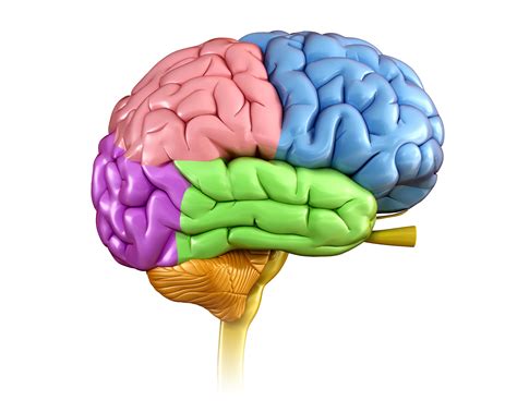 Label Parts Of The Brain Pensandpieces