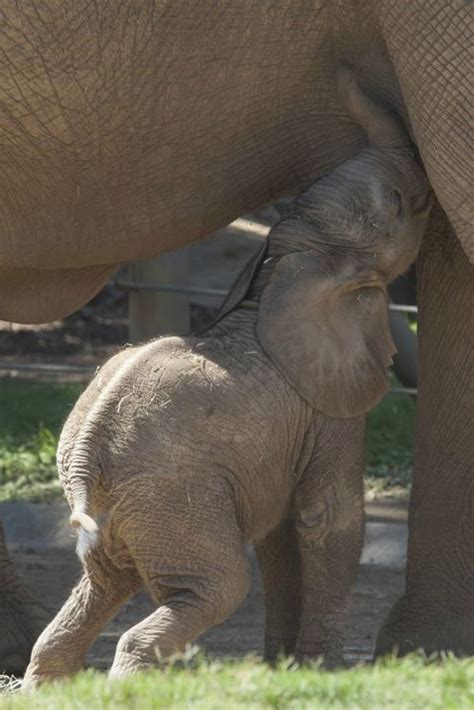 Update Baby Elephant At San Diego Zoo Gets A Name Elephant Elephant