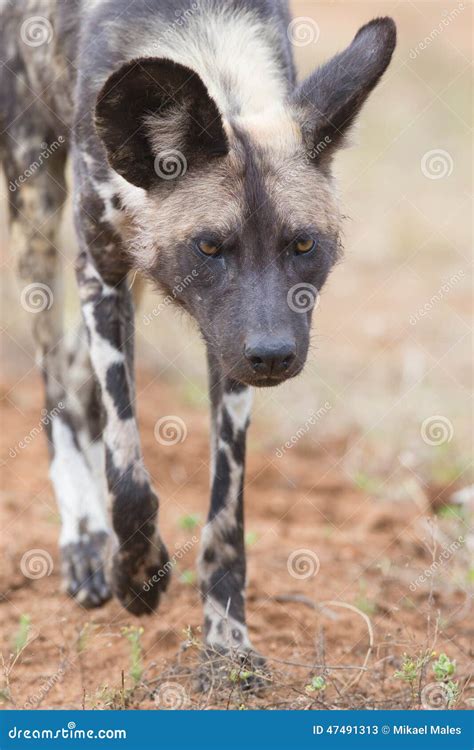 The Alpha Male Wild Dog On Hunt Stock Image Image Of Wilderness